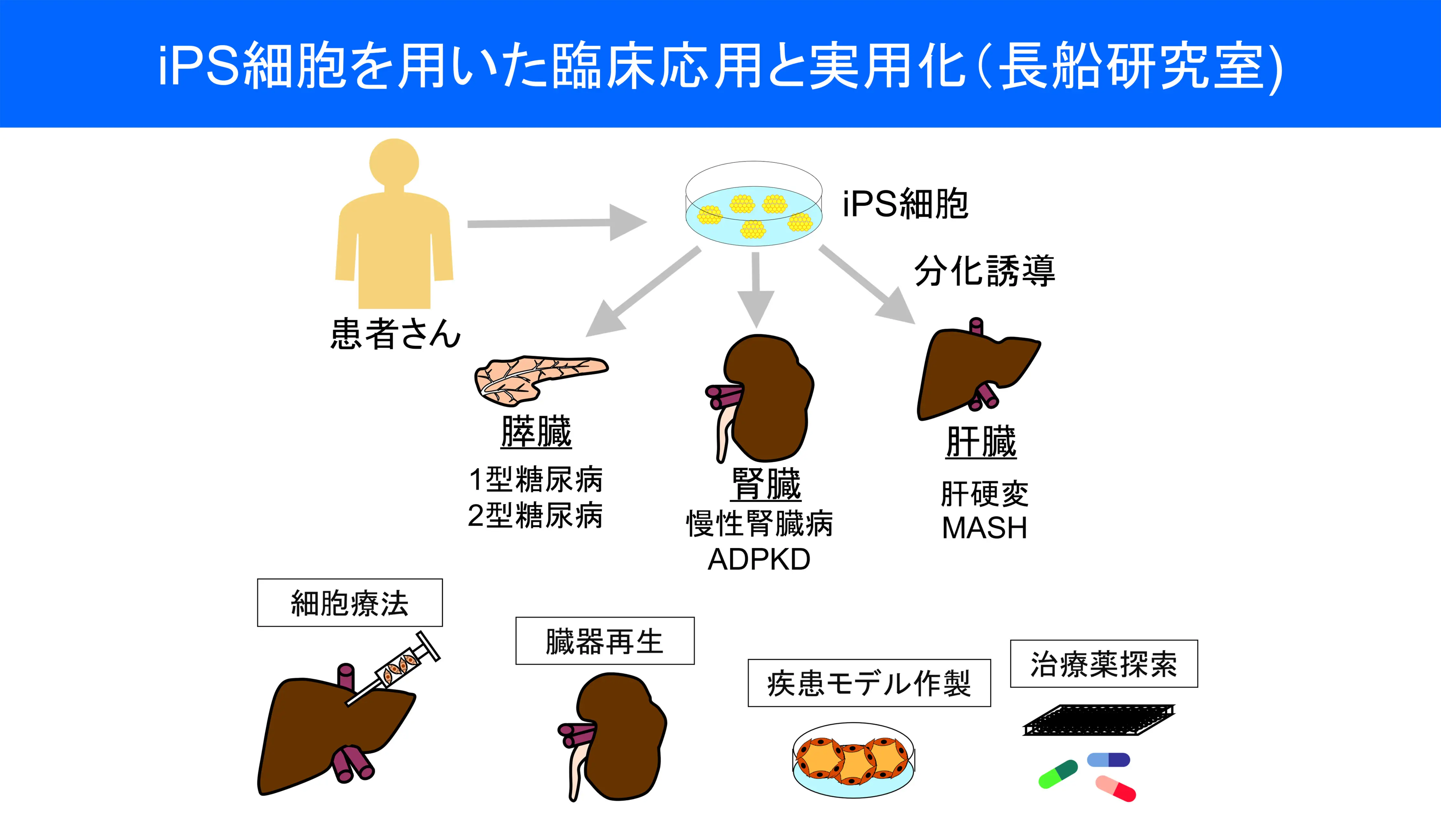 iPS細胞を用いた臨床応用と実用化（長船研究室）